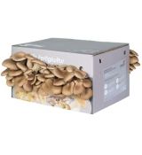 Hlíva Ústřičná - Jak pěstovat hlívu: Sada na pěstování a substrát na prodej - TOP cena